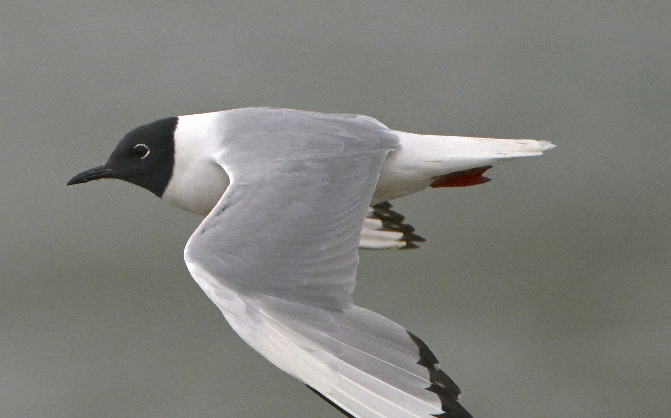 Bonaparte's Gull