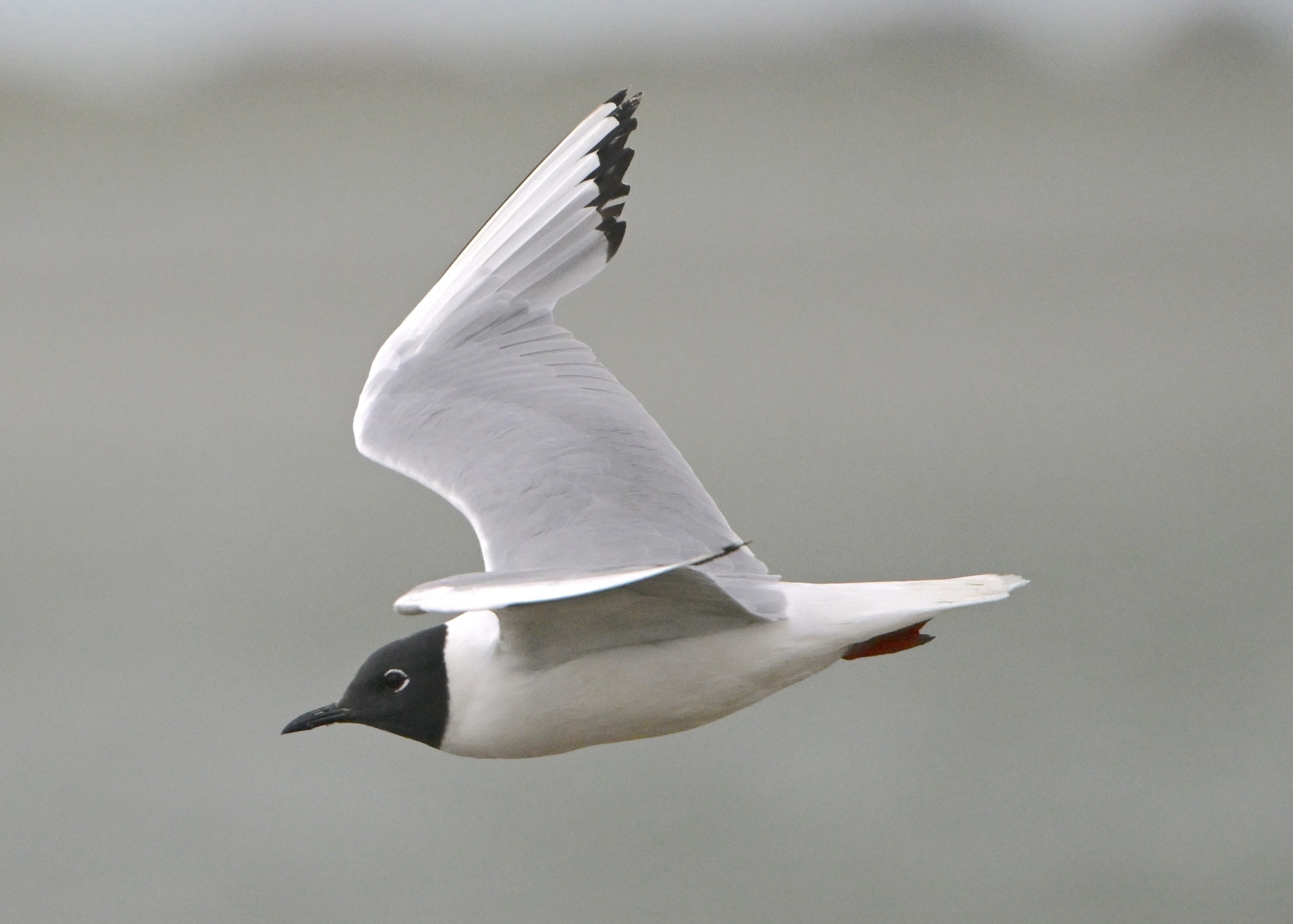 Bonaparte's Gull