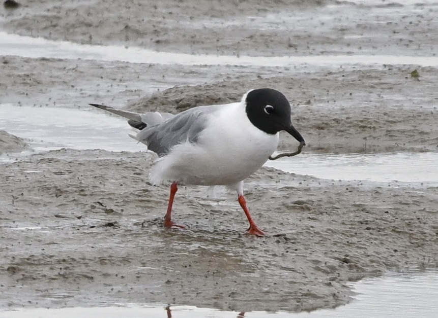 Bonaparte's Gull