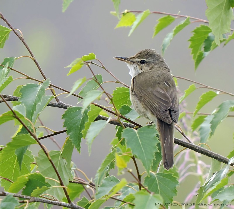 Blyth's Reed Warbler