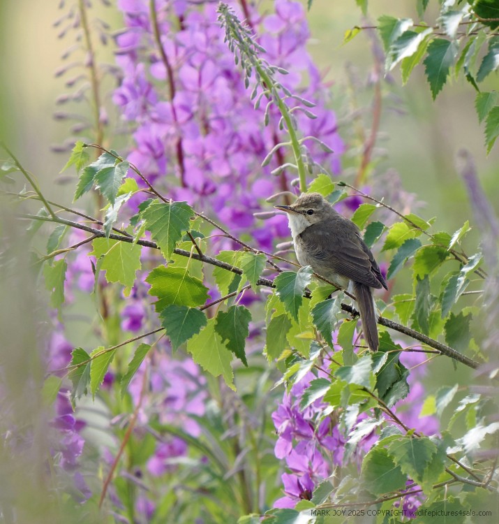 Blyth's Reed Warbler