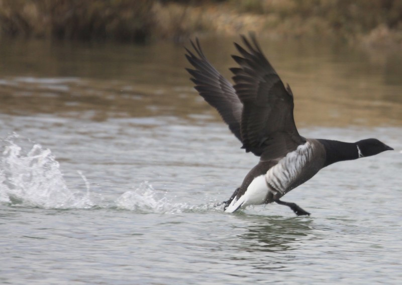 Black Brant
