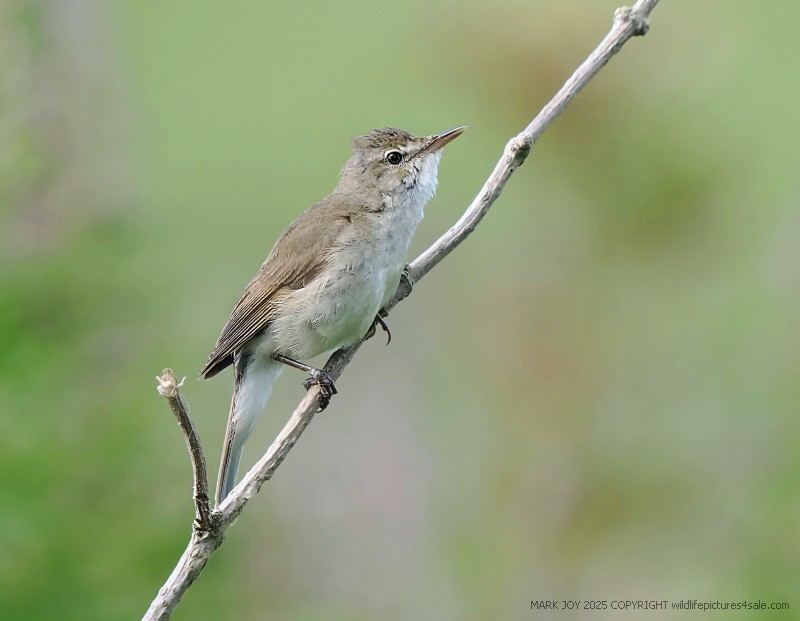 Blyth's Reed Warbler