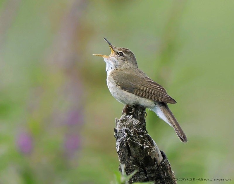 Blyth's Reed Warbler
