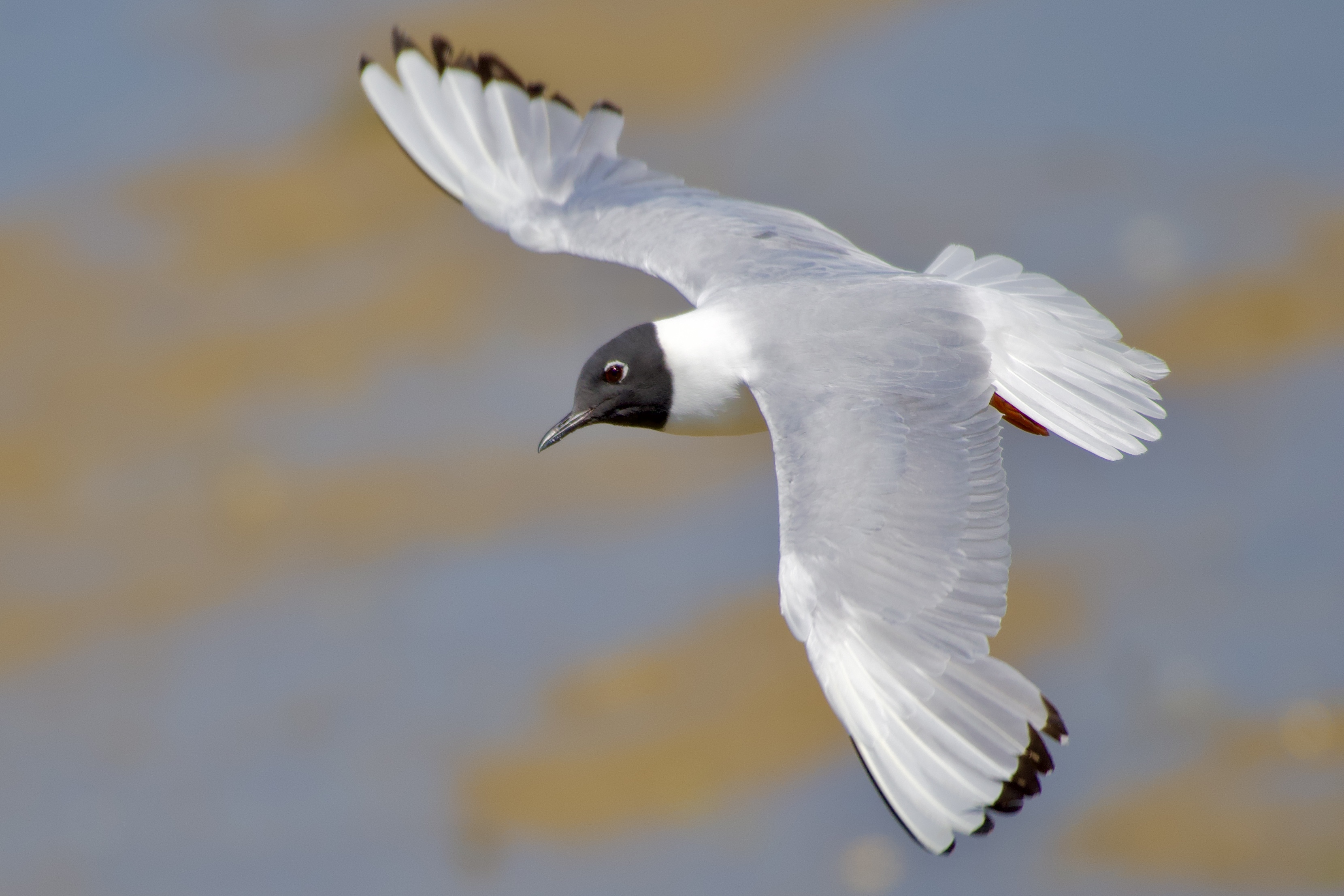 Bonaparte's Gull