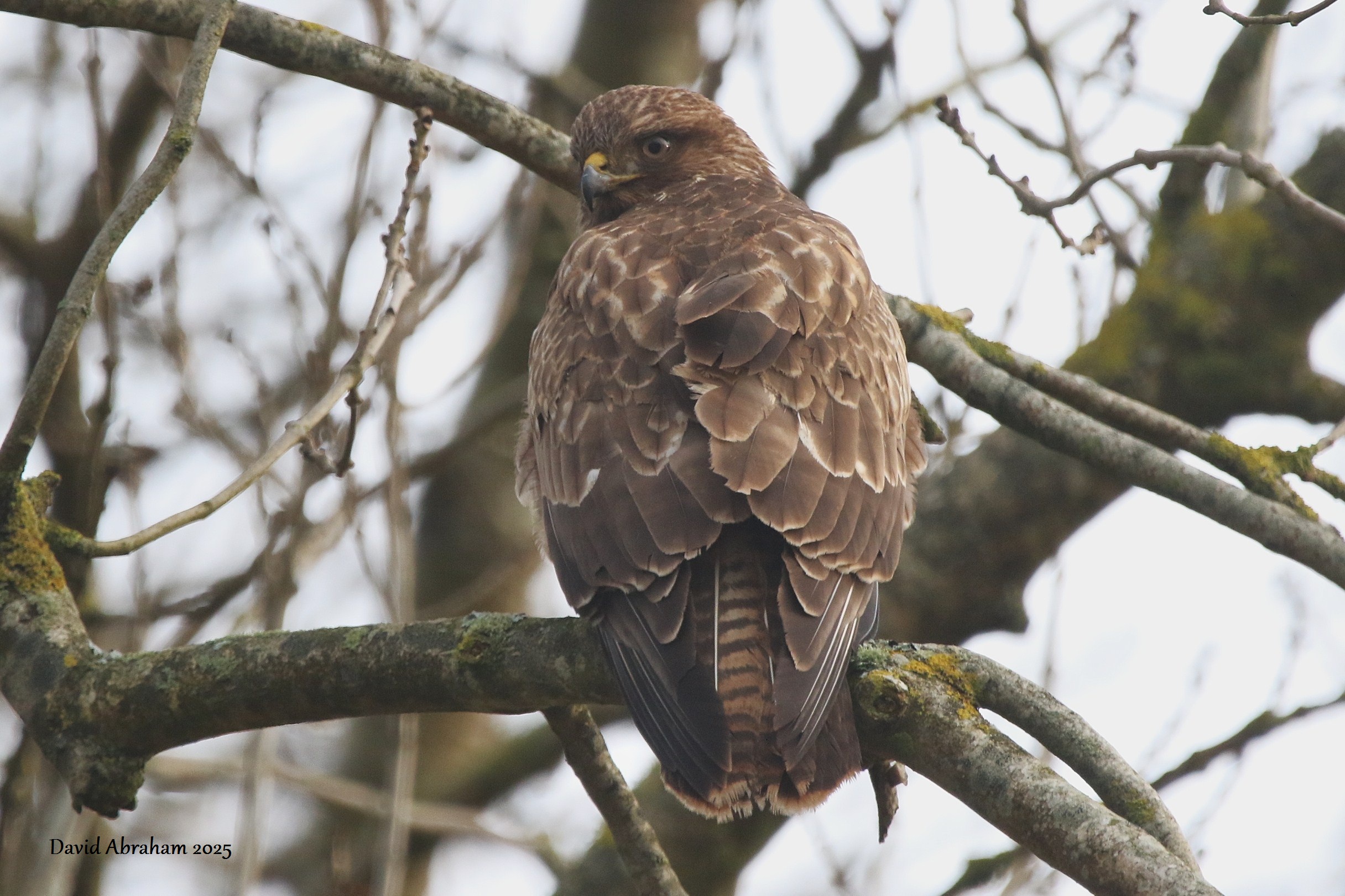 Buzzard