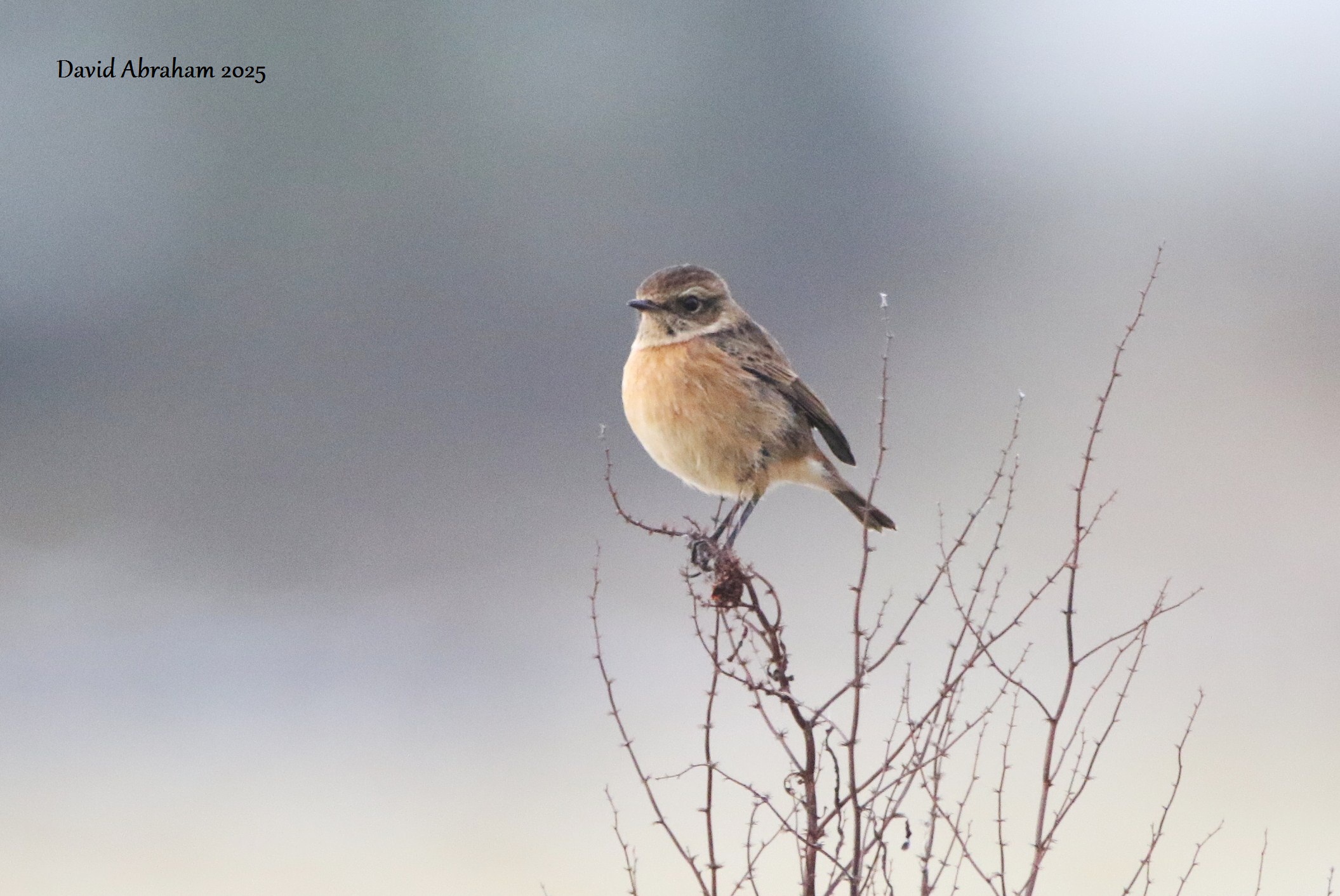 Stonechat 