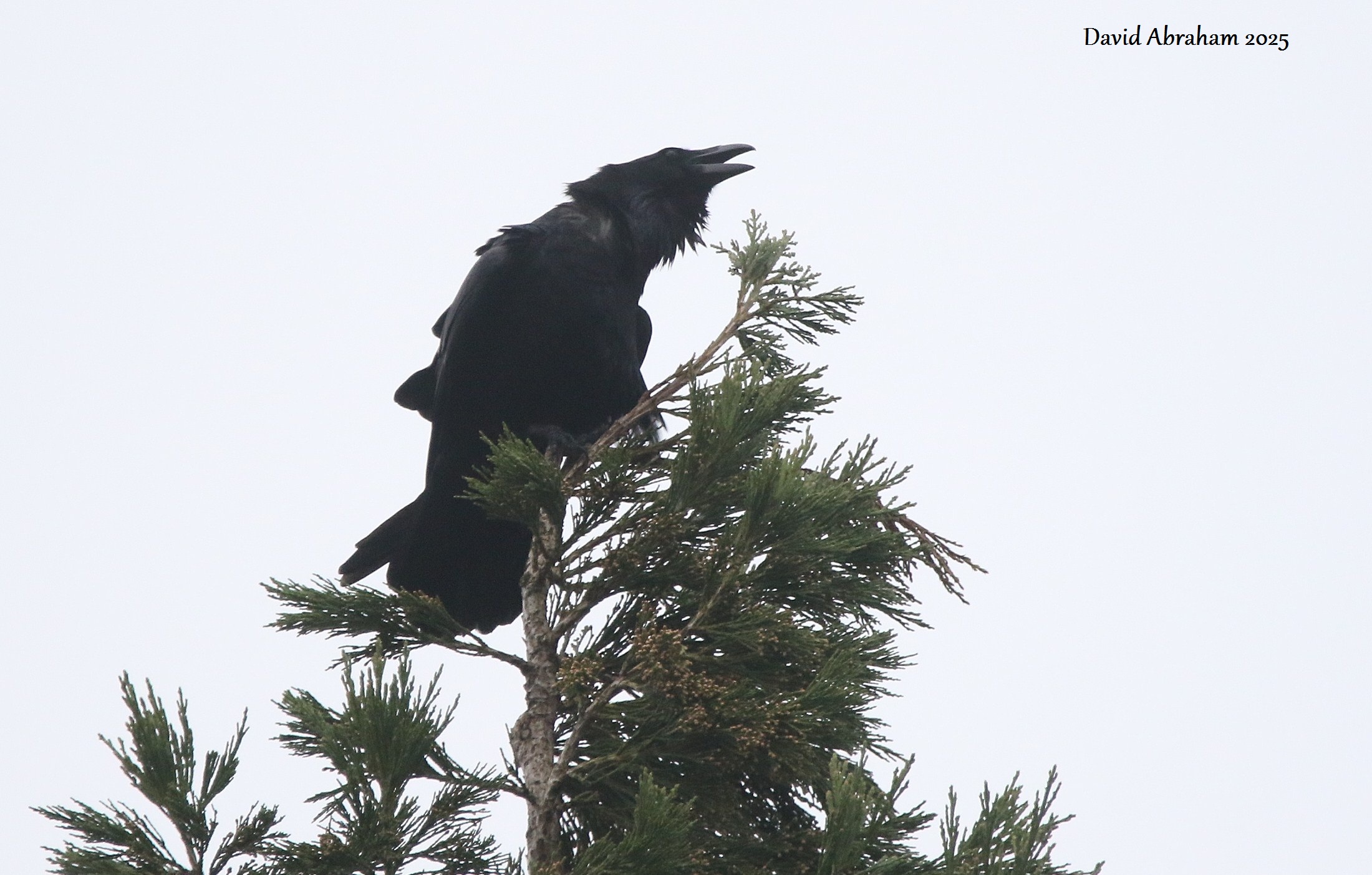 Raven 
