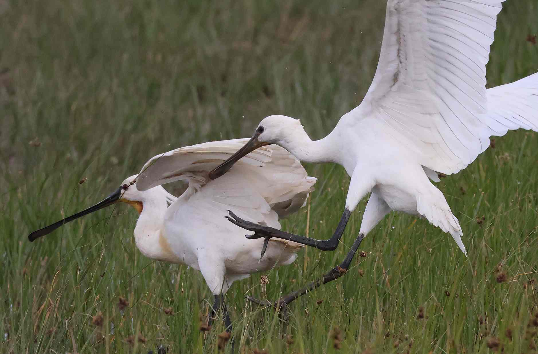 Spoonbill