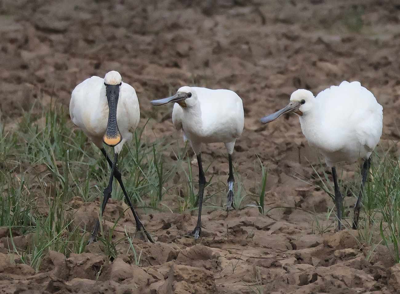 Spoonbill
