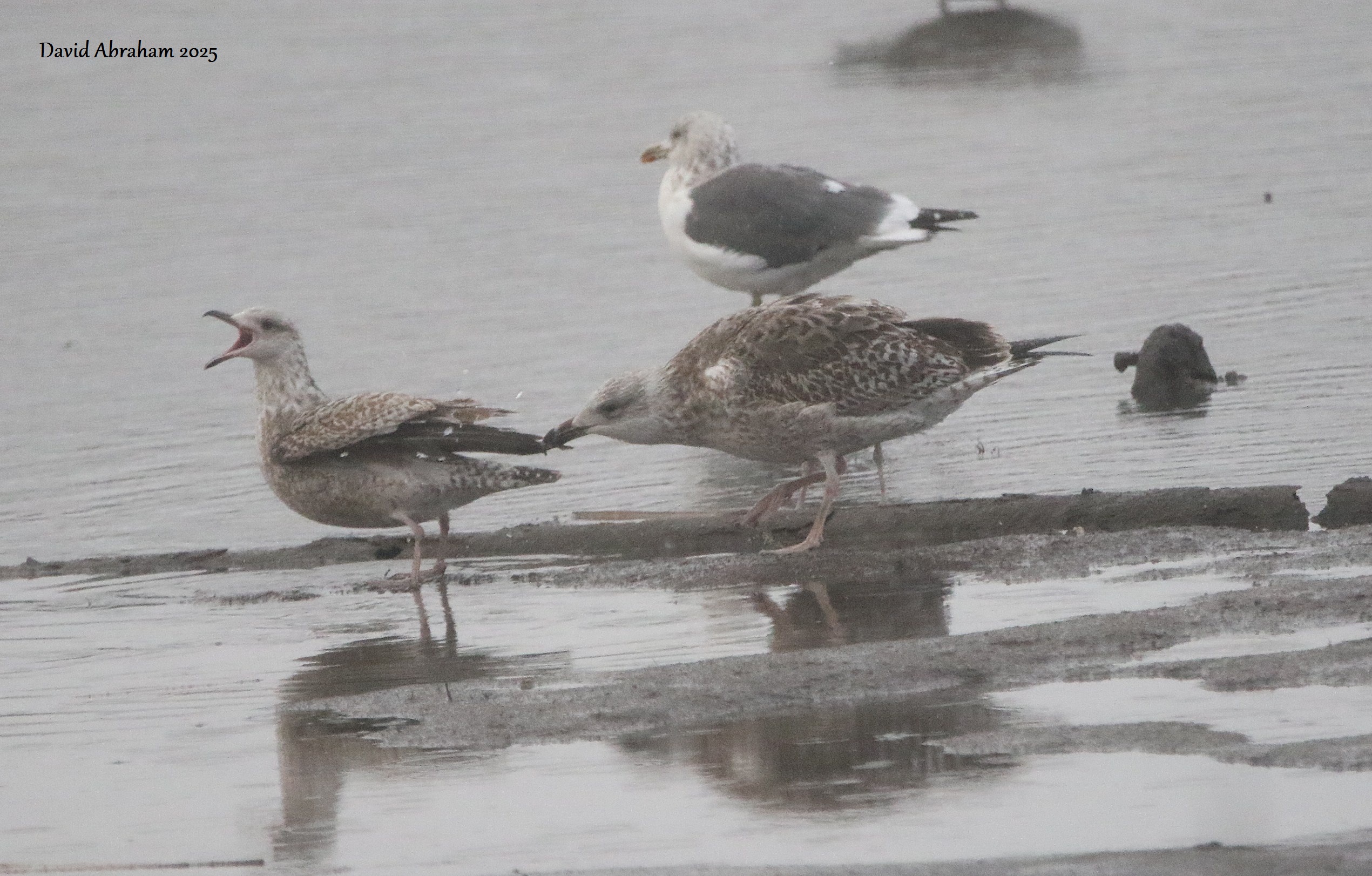 Great Black-backed Gull