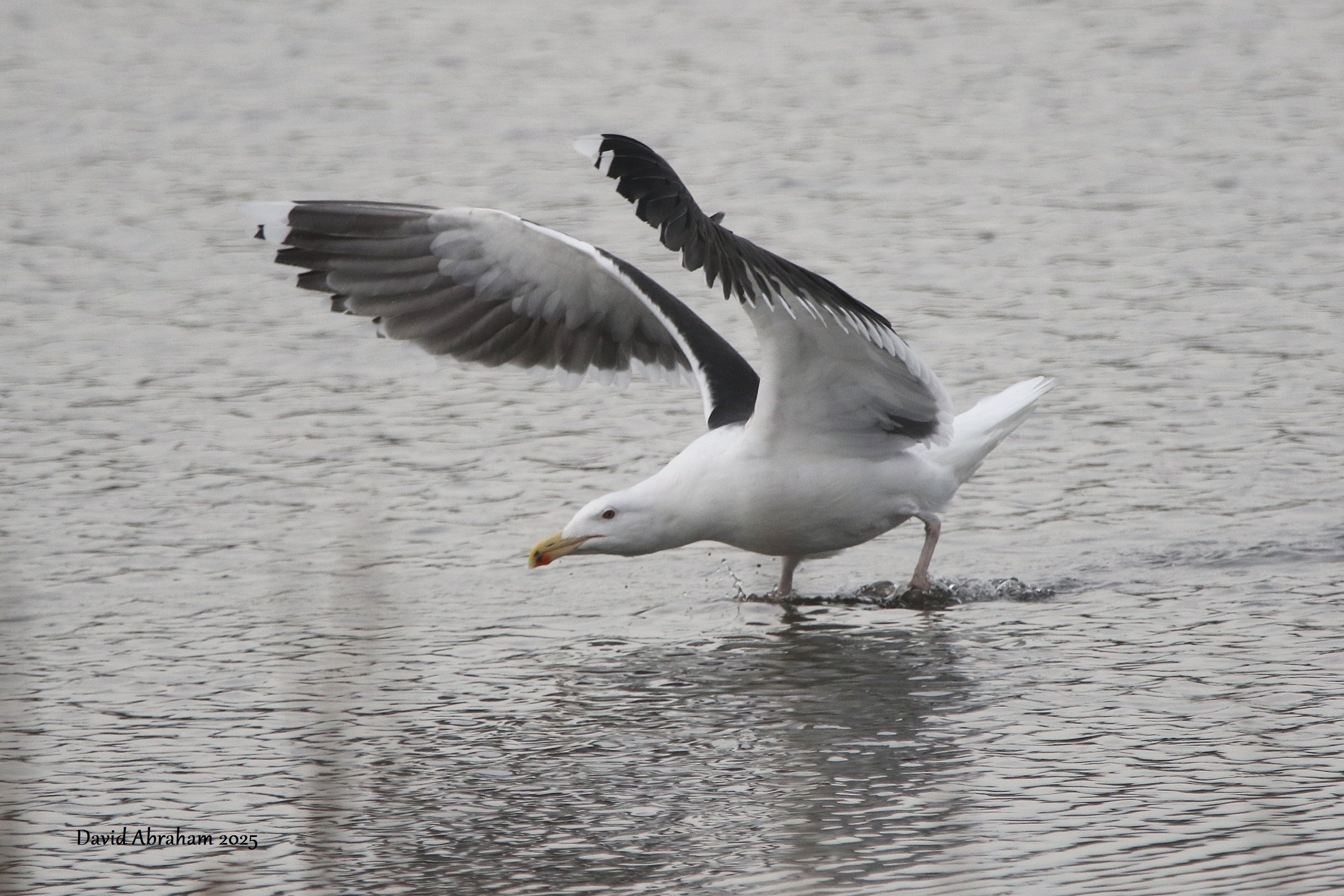 Great Black-backed Gull