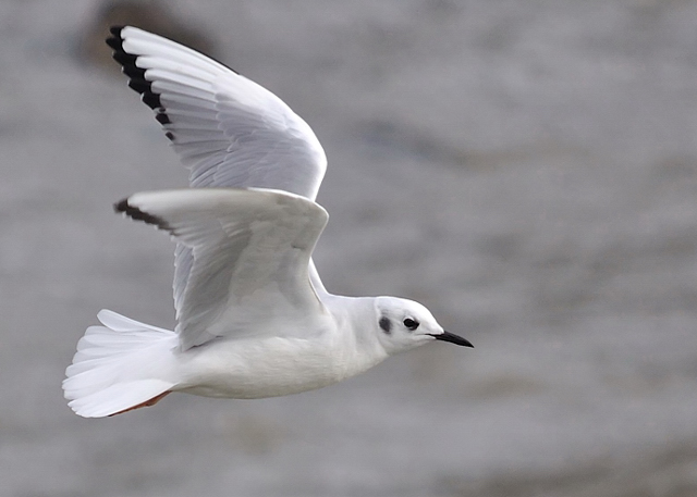 Bonaparte's Gull