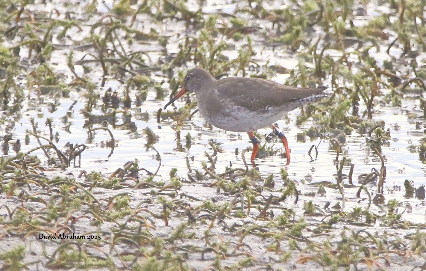 Redshank 