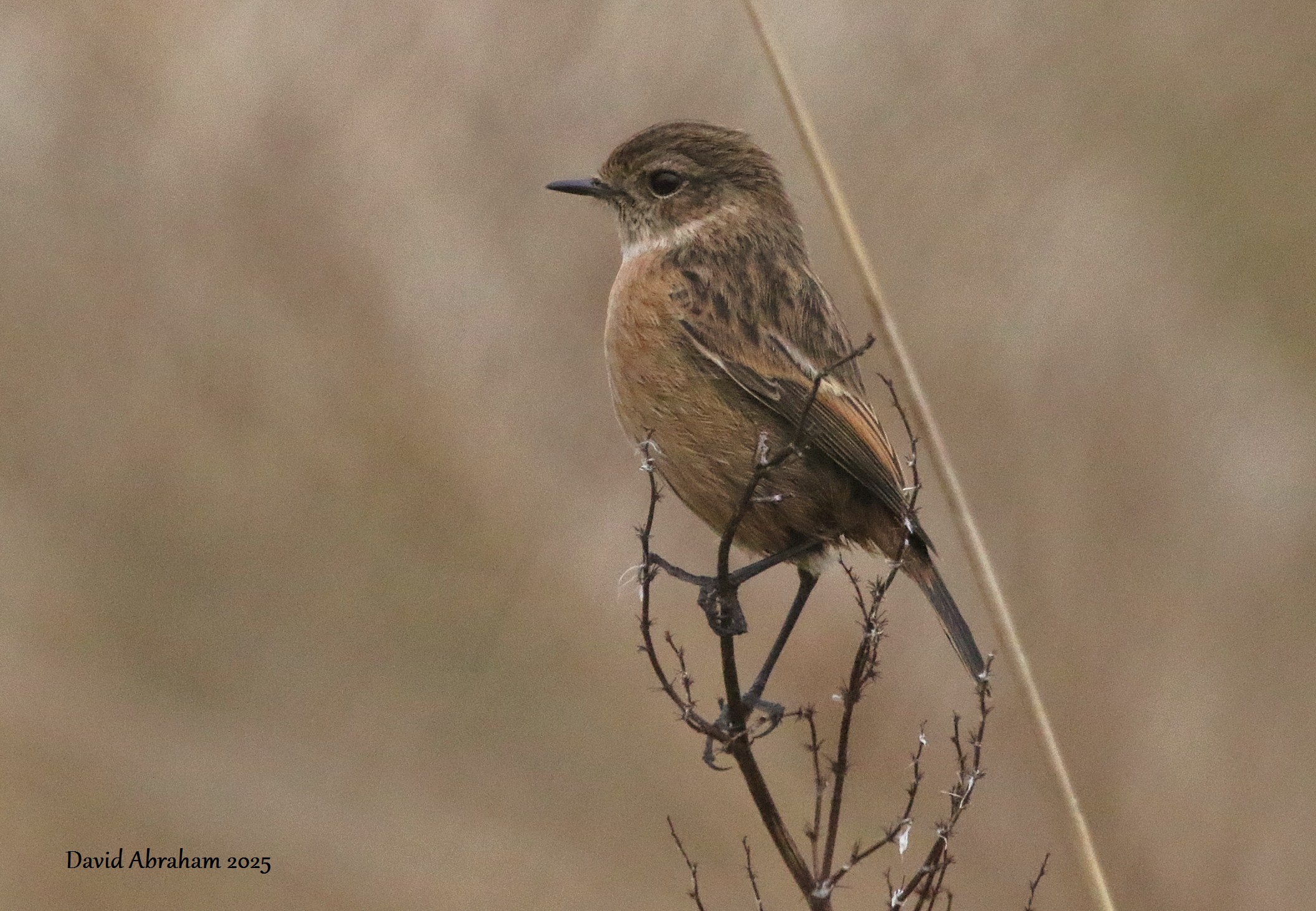 Stonechat 