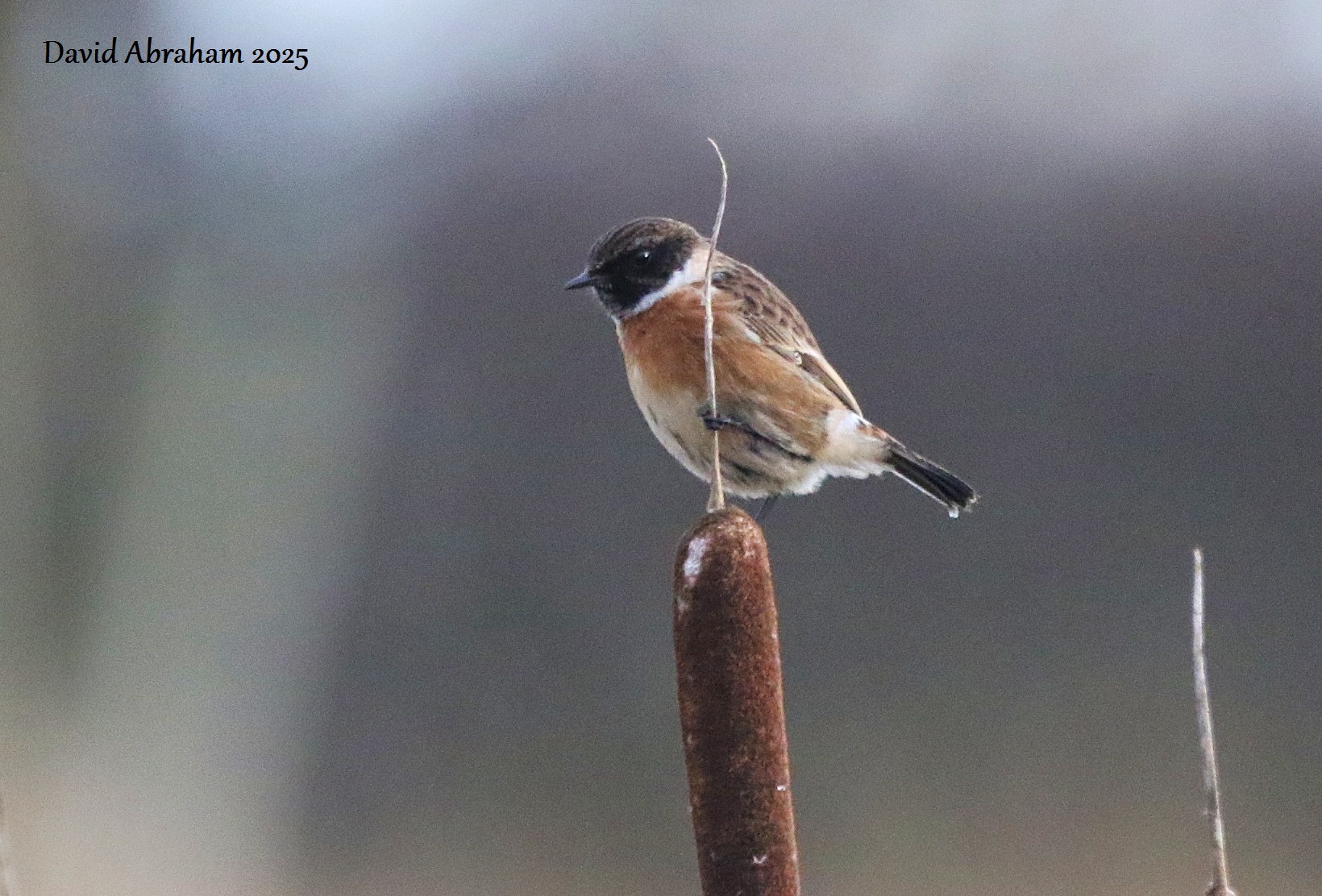 Stonechat 