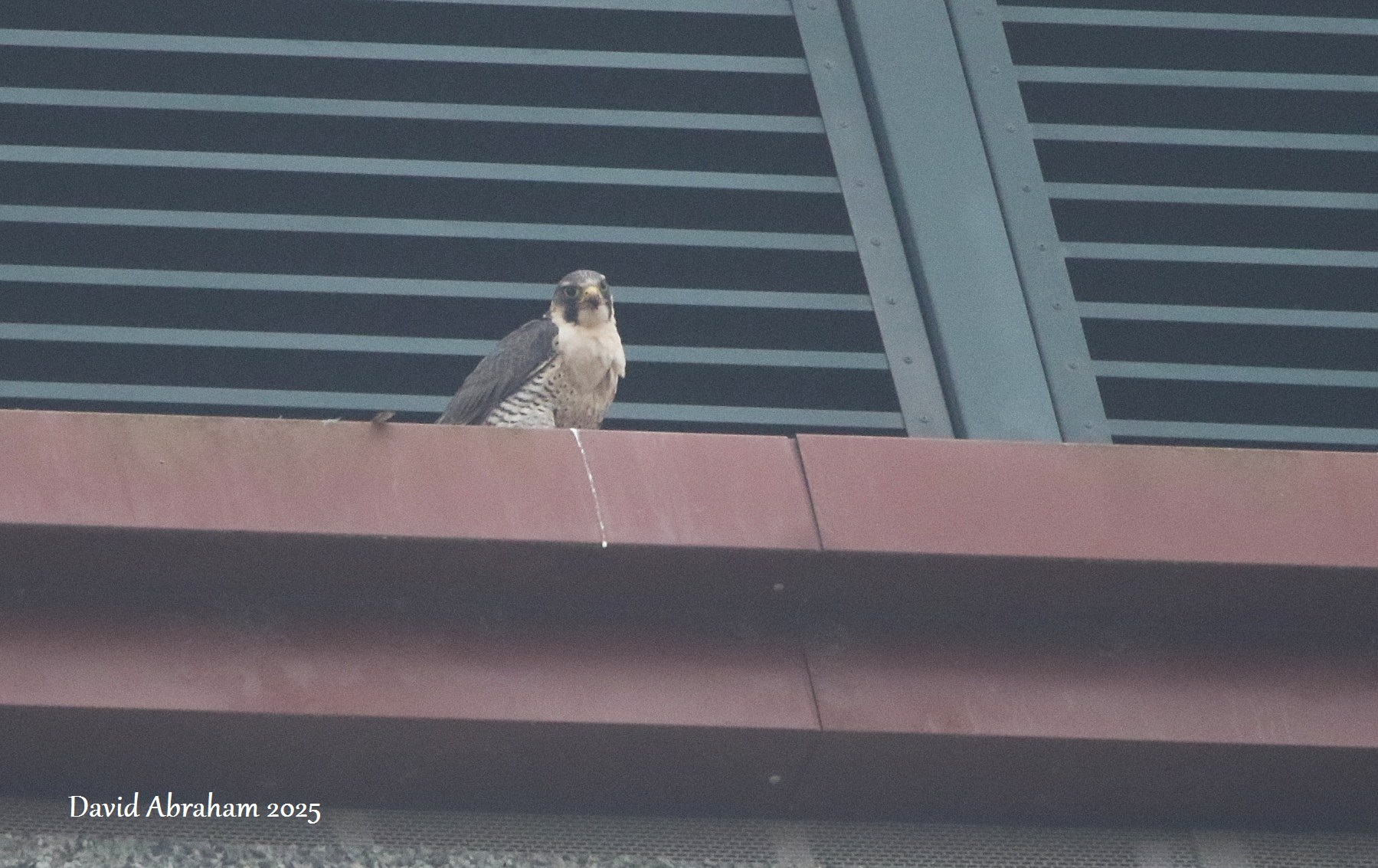 Peregrine 