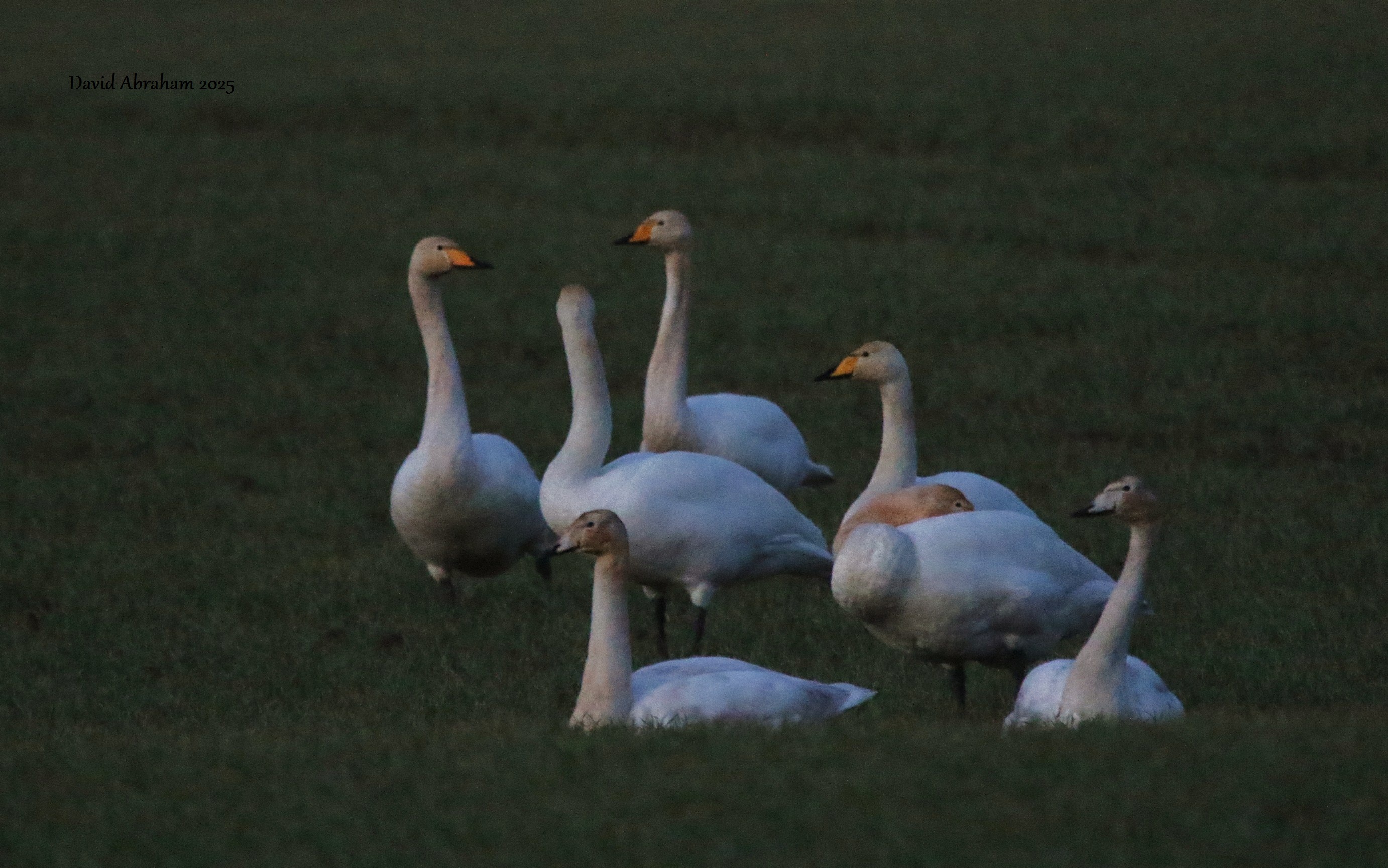 Whooper Swan