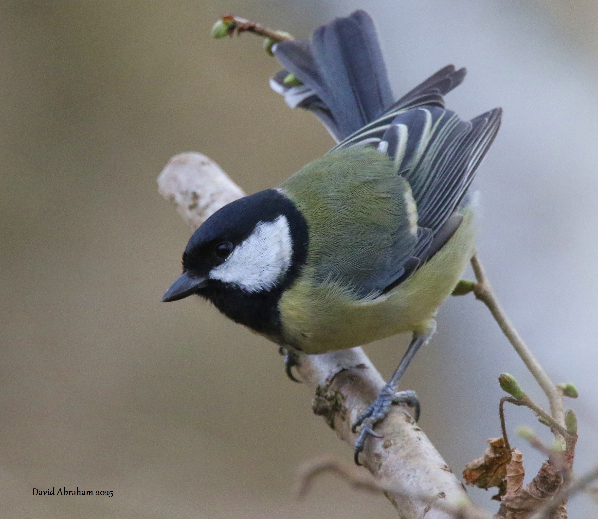 Great Tit