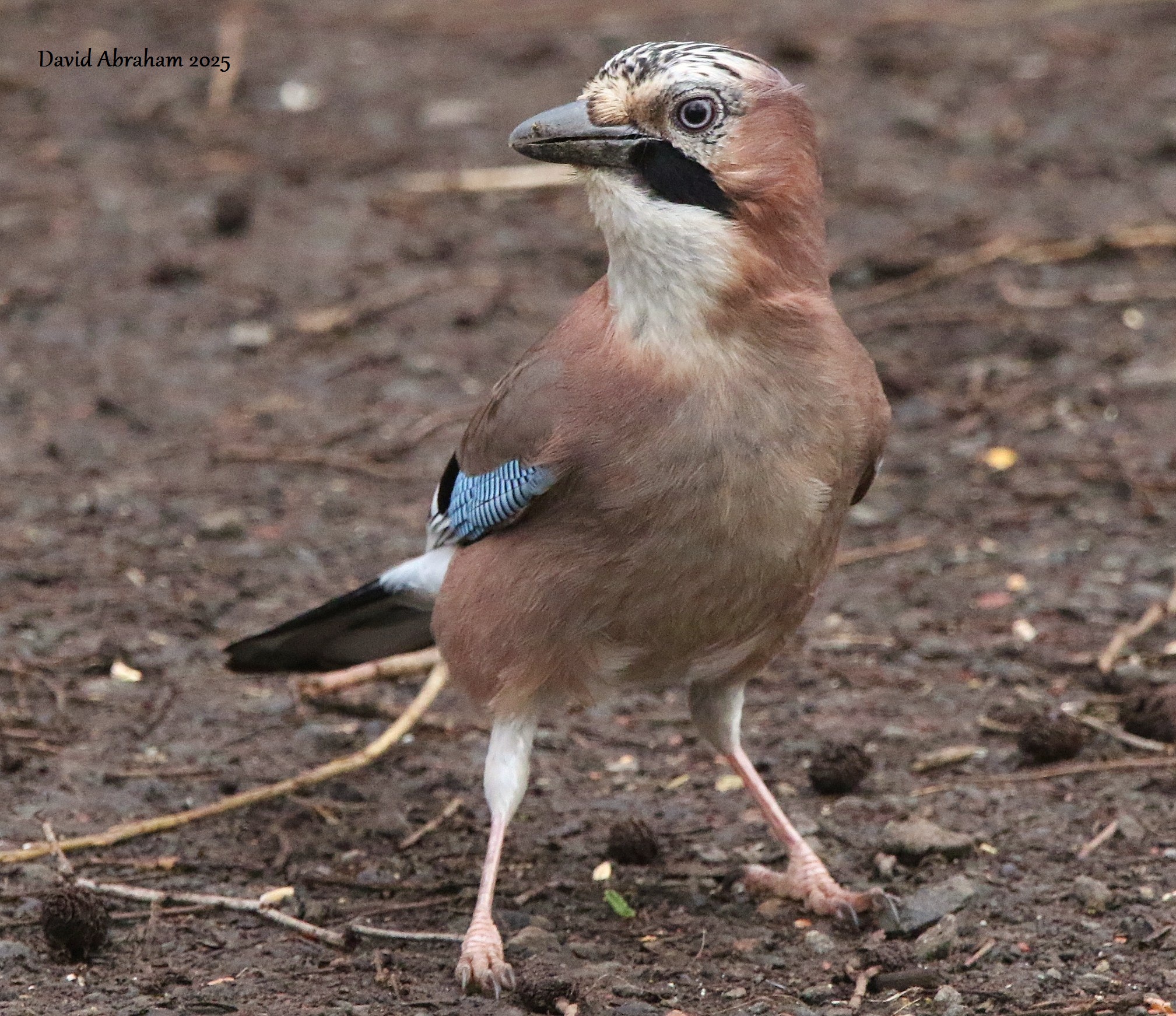 Jay 