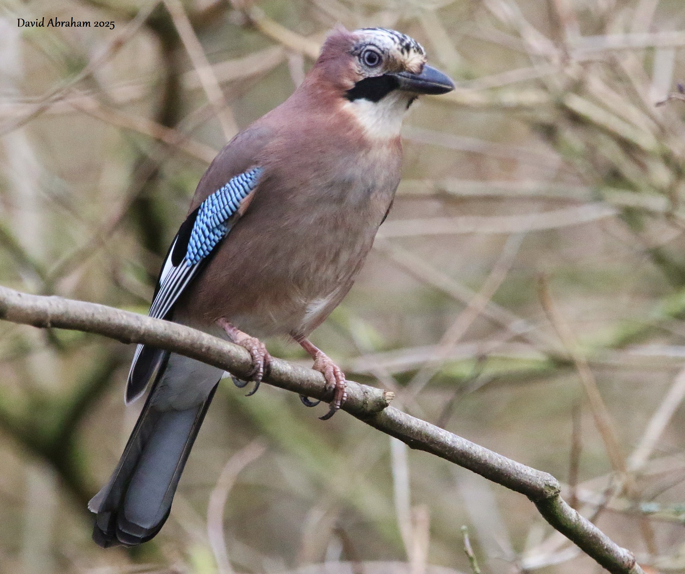 Jay