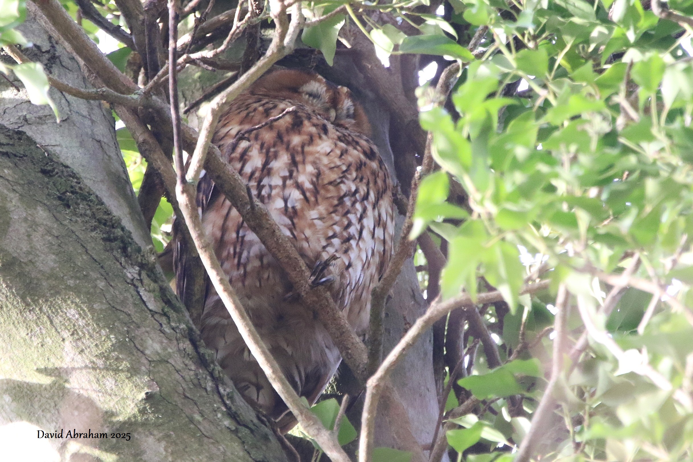 Tawny Owl