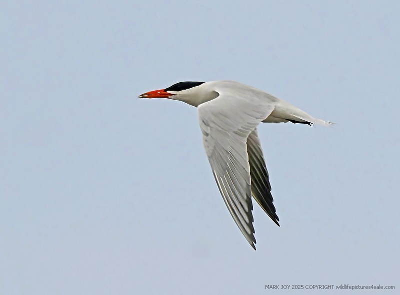 Caspian Tern