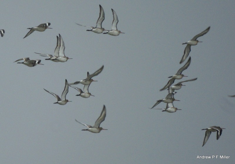 Black-tailed Godwit