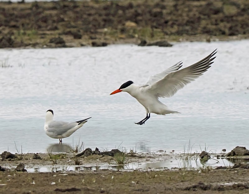 Caspian Tern