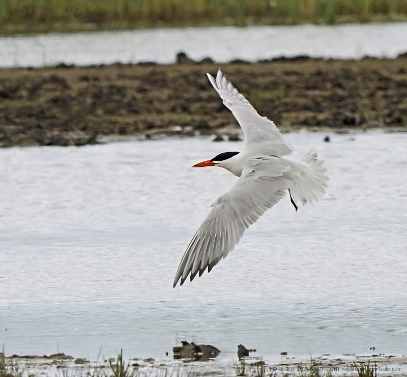 Caspian Tern