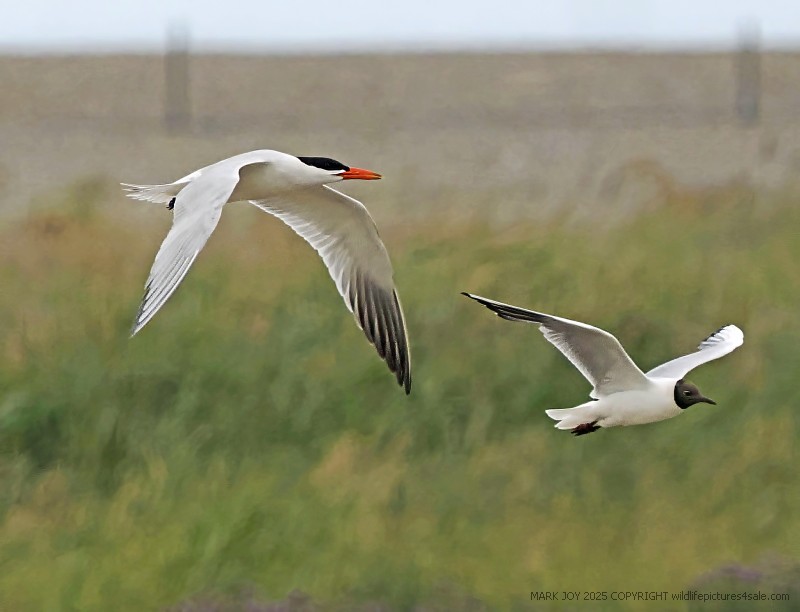 Caspian Tern
