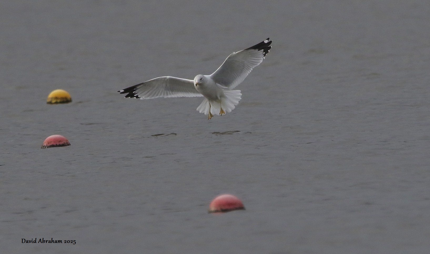 Ring-billed Gull