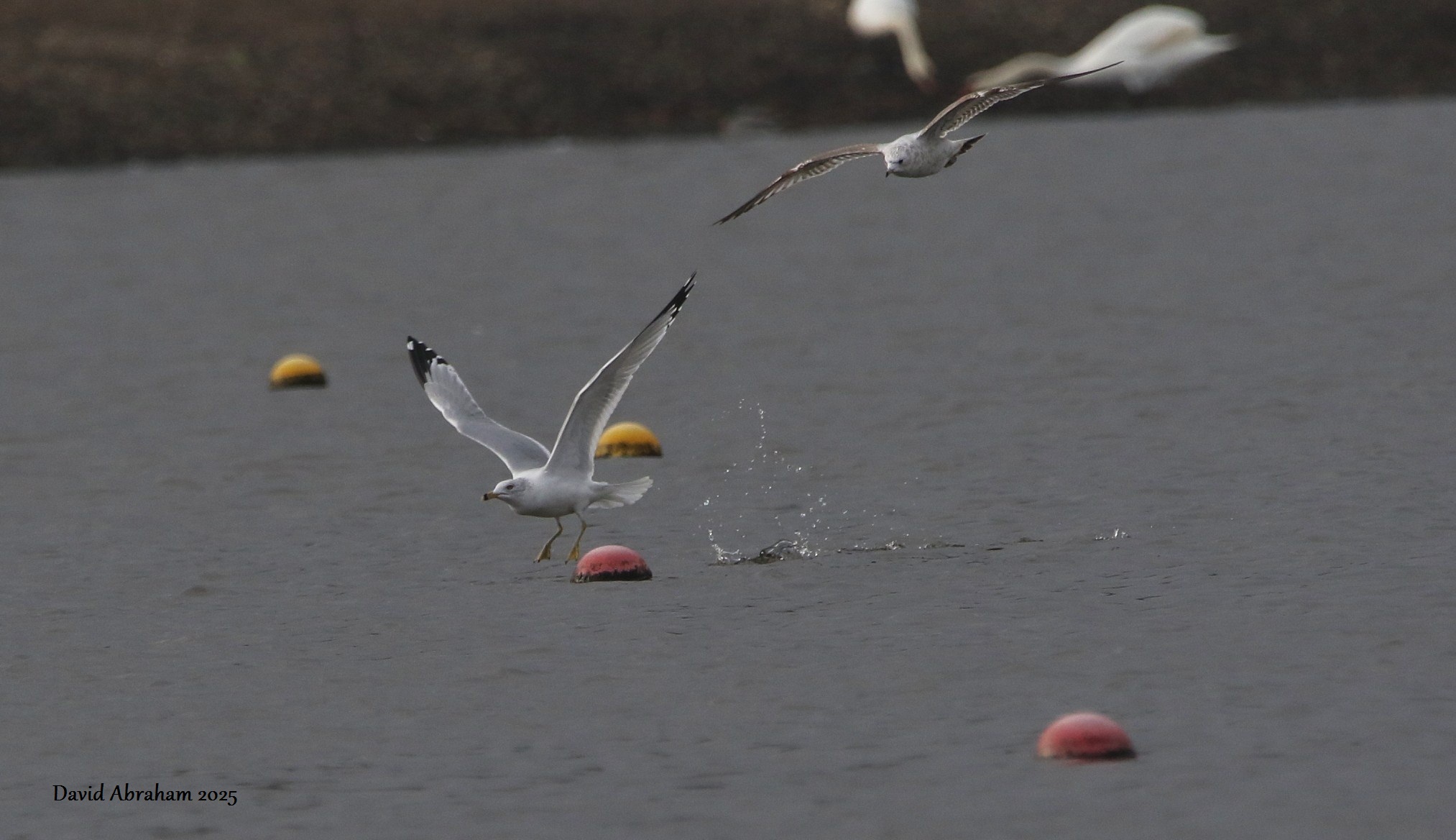 Ring-billed Gull 