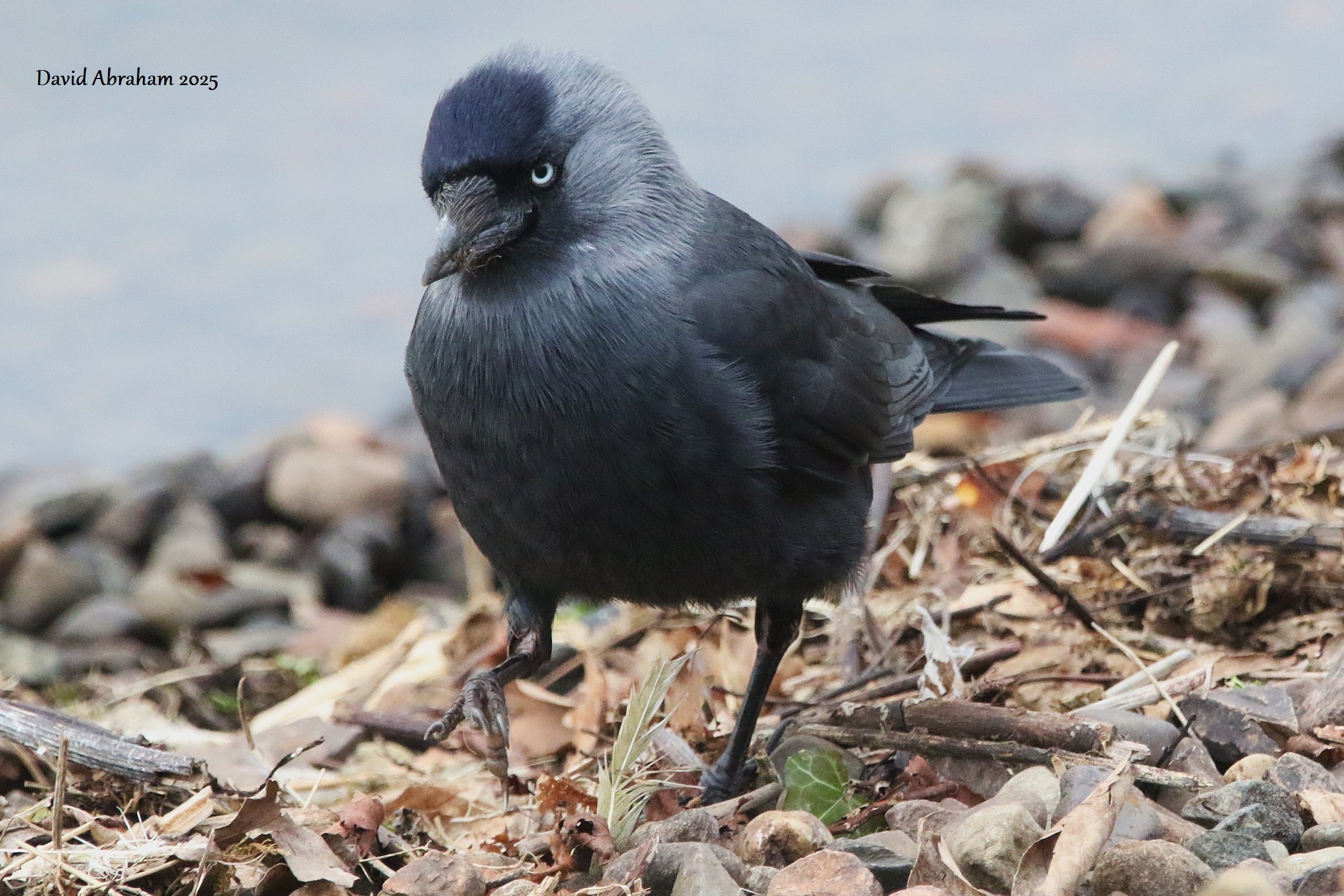 Jackdaw 