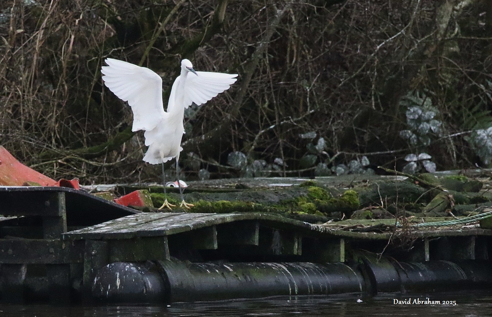 Litte Egret 