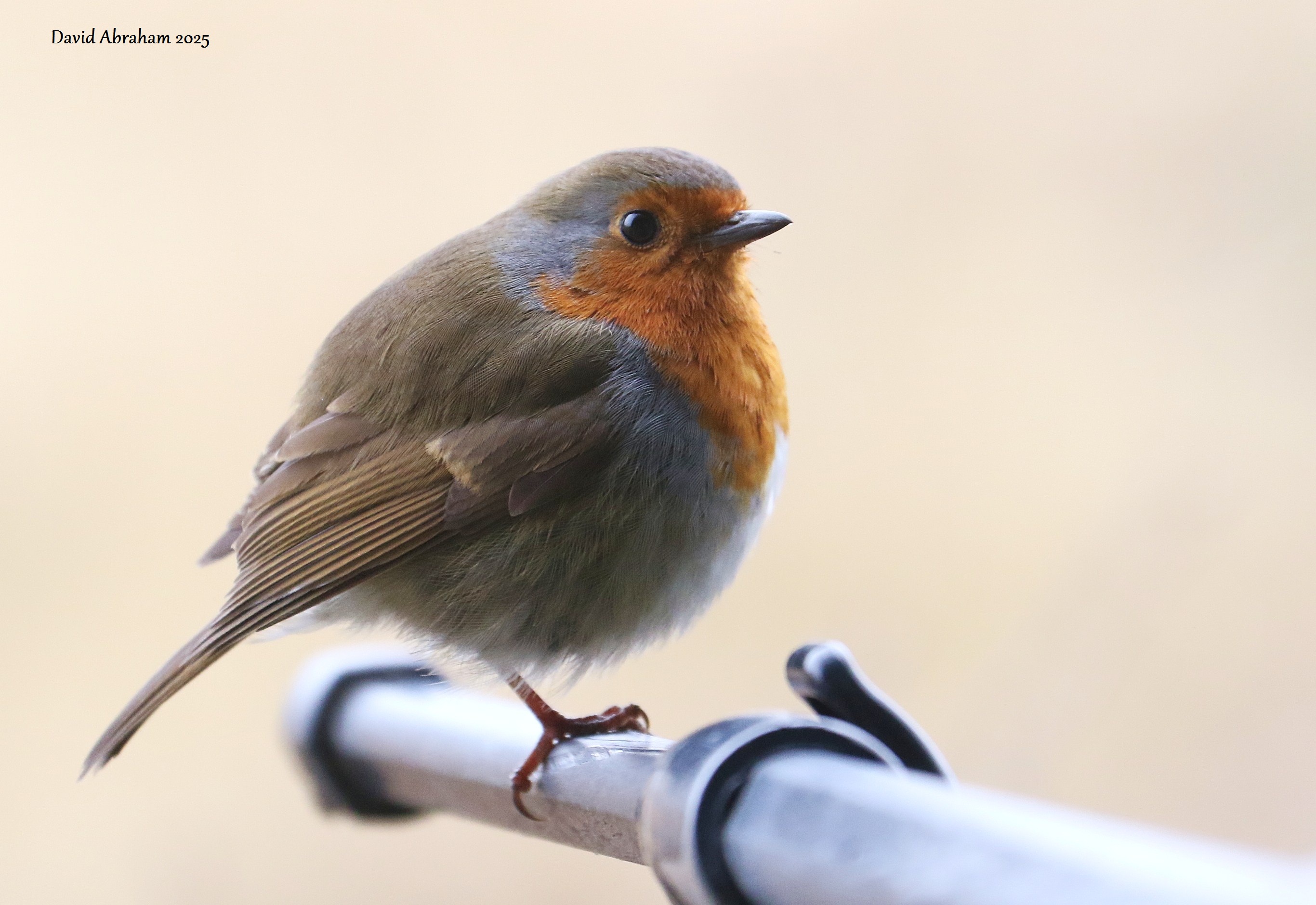 Robin 