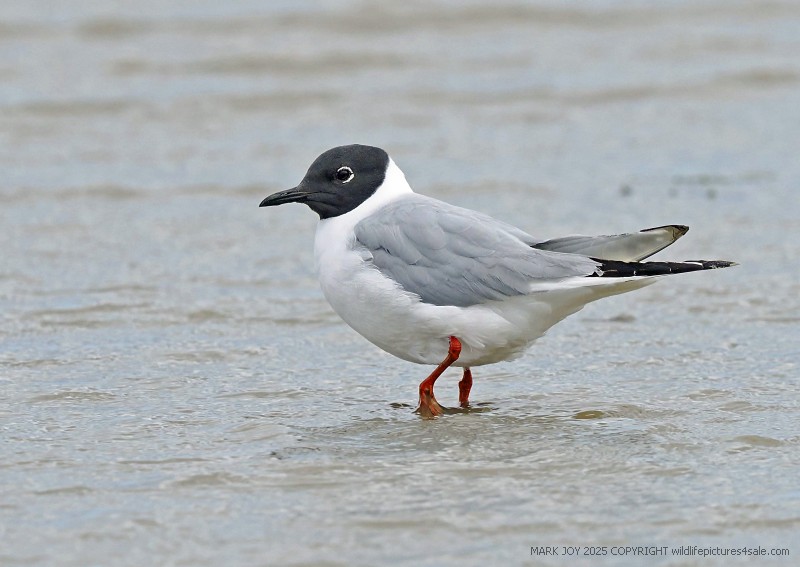 Bonaparte's Gull