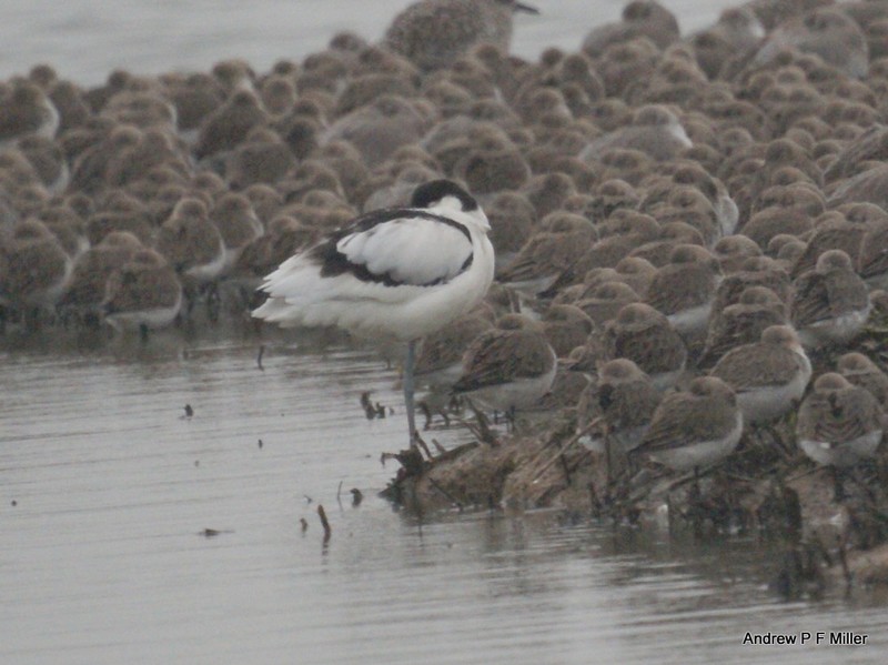 Avocet