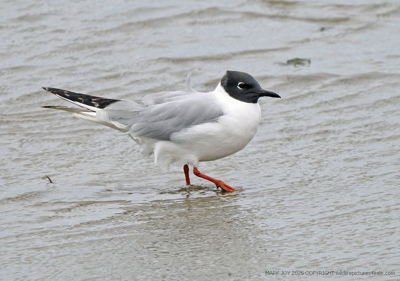 Bonaparte's Gull