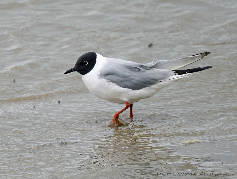 Bonaparte's Gull