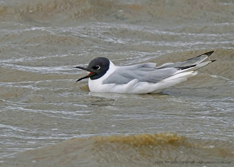 Bonaparte's Gull