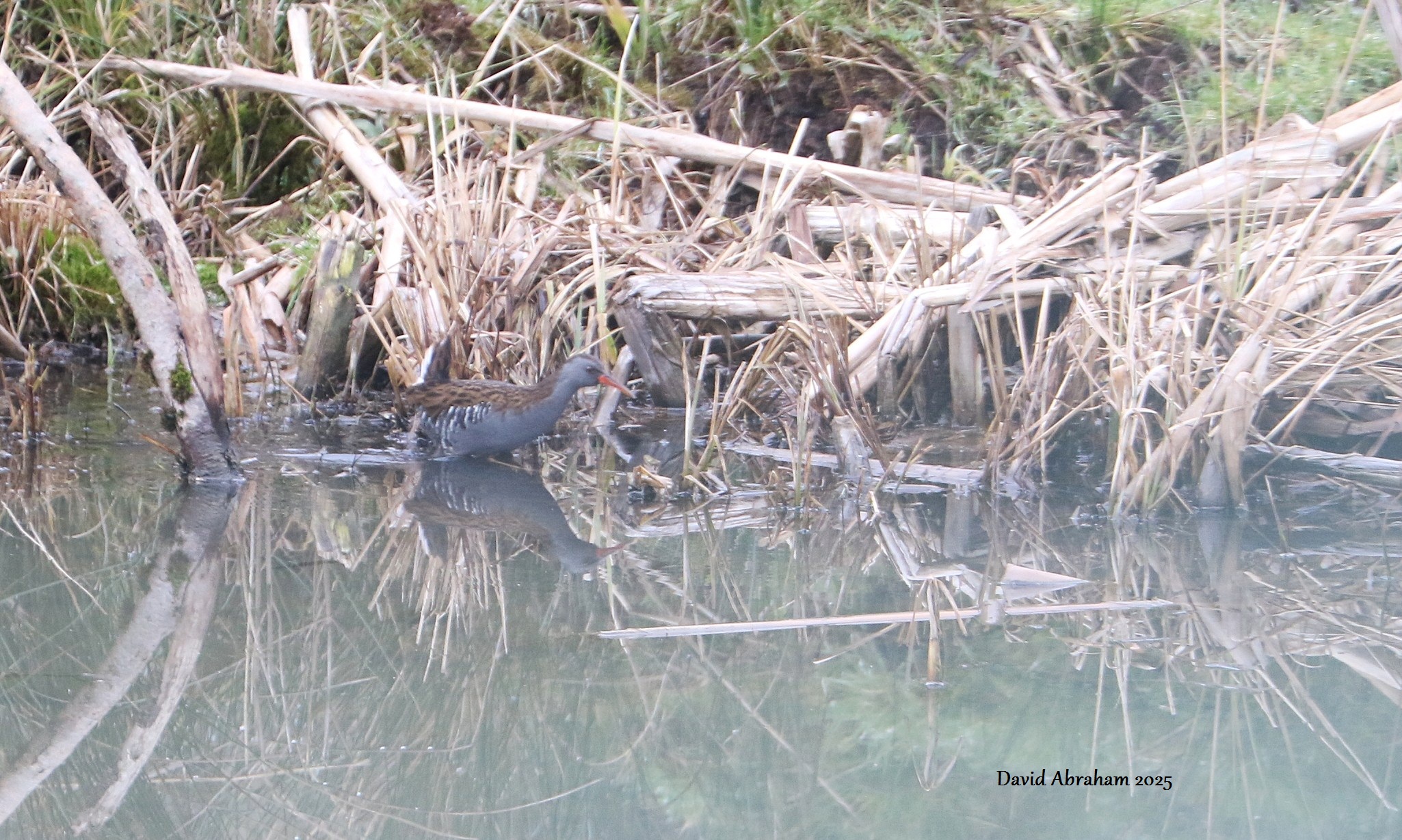 Water Rail 