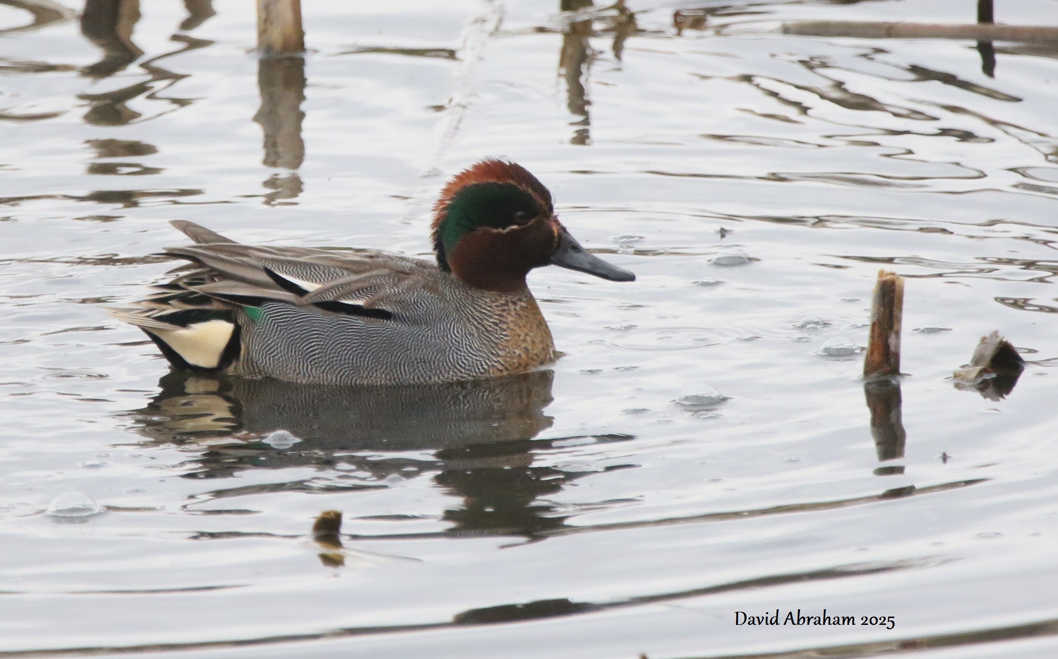 Teal
