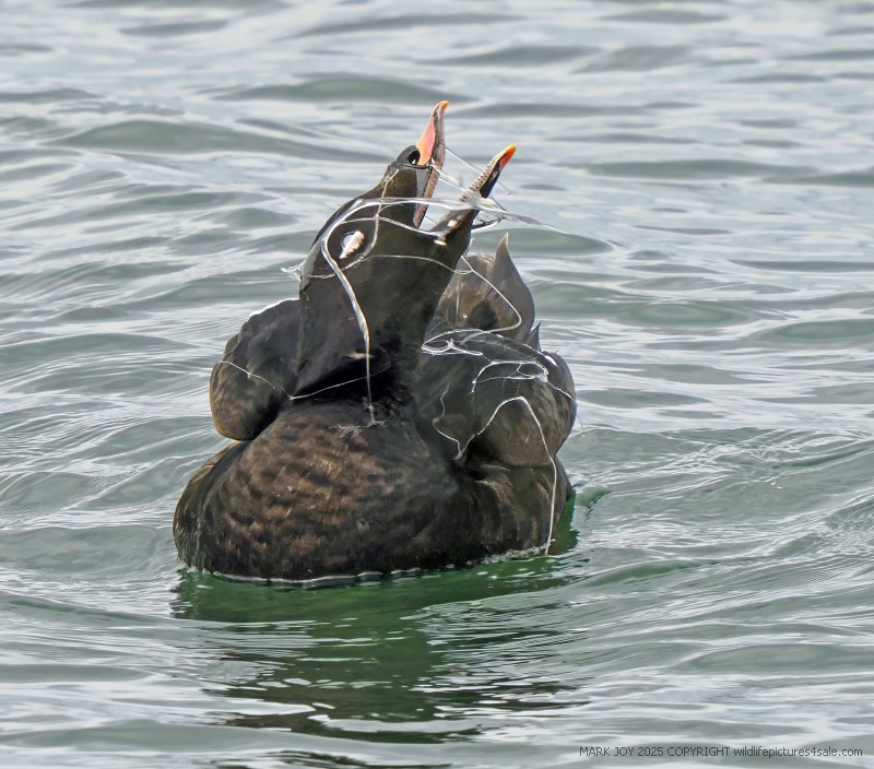 White-winged Scoter
