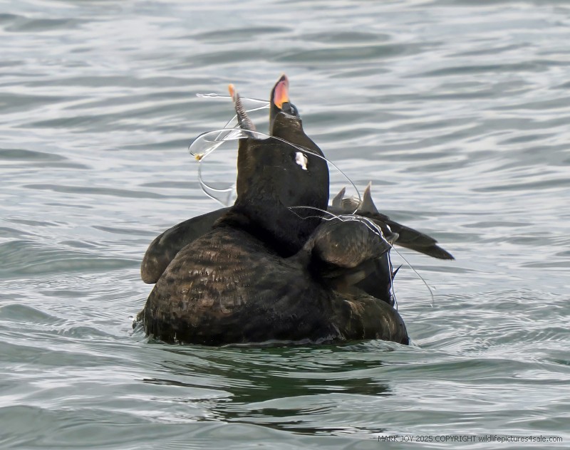 White-winged Scoter