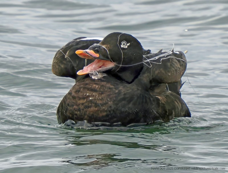White-winged Scoter