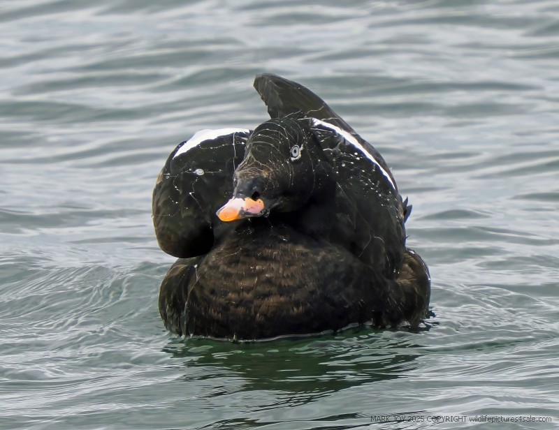White-winged Scoter