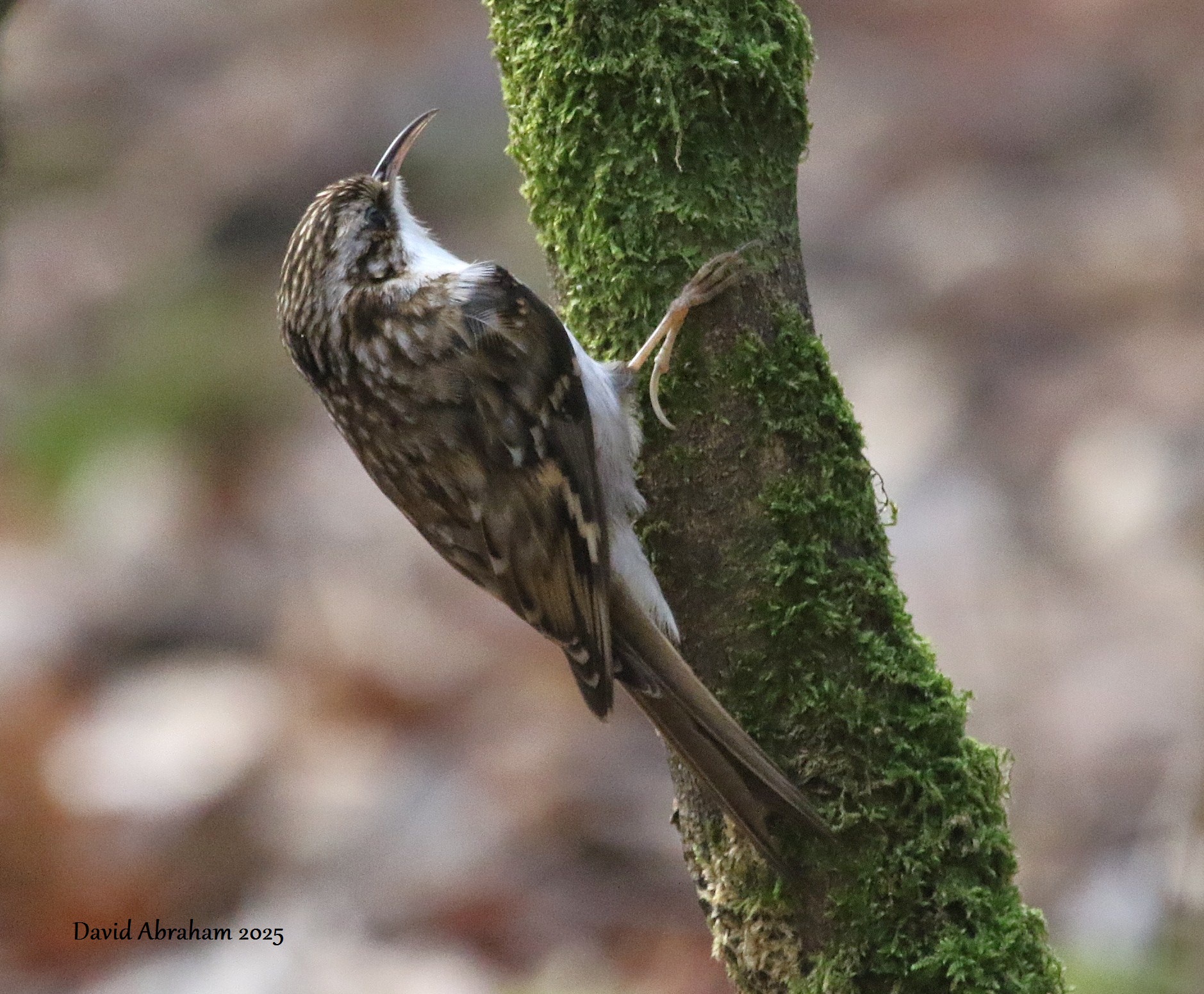Treecreeper 