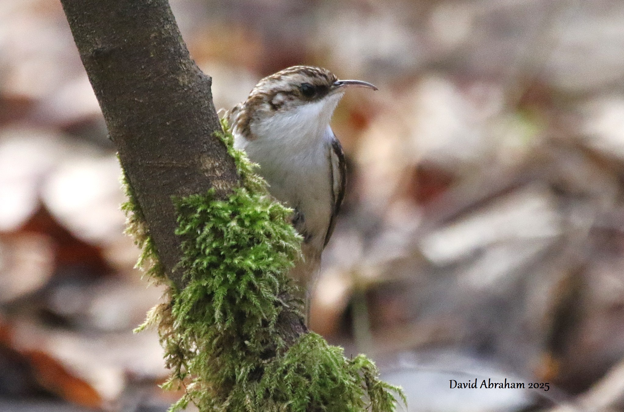 Treecreeper 