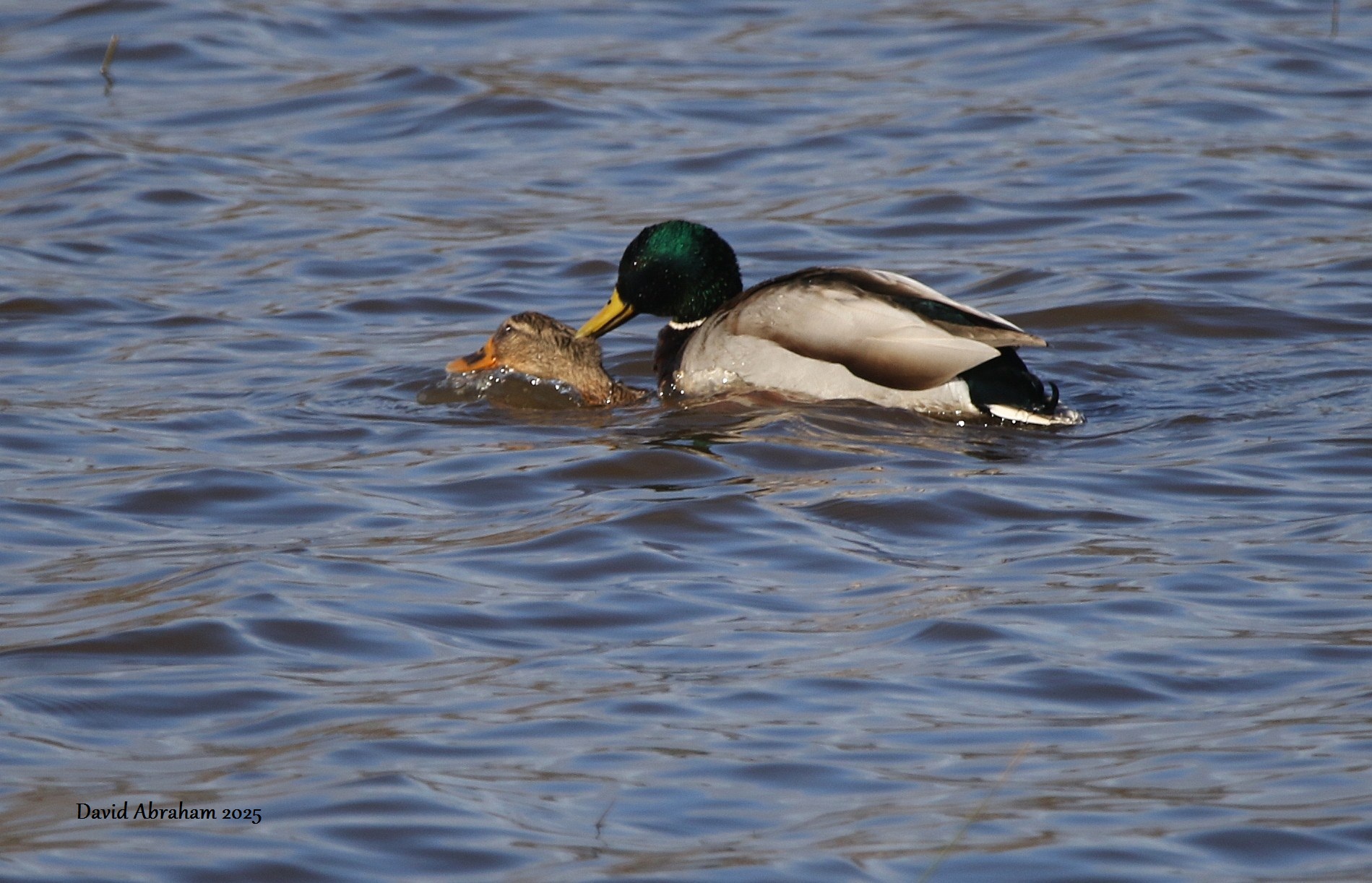 Mallard 